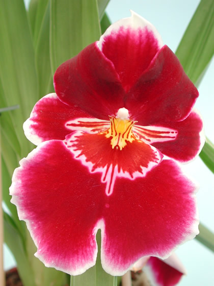 Orchideenzentrum in Celle